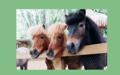 Das Leben kann ein Ponyhof sein