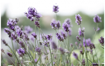 Über Vergesslichkeit und Augenhöhe