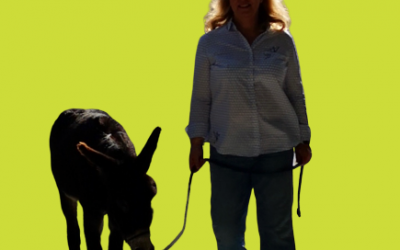 Führung: Was Menschen von Eseln lernen können