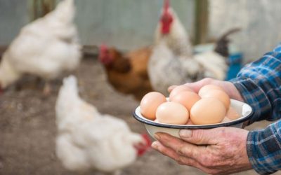 Würde, Anstand und Großzügigkeit